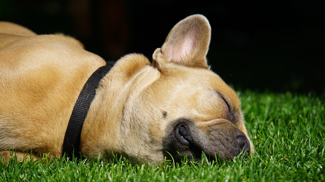赤坂でヘッドスパを受けて睡眠の質を向上させる方法は？