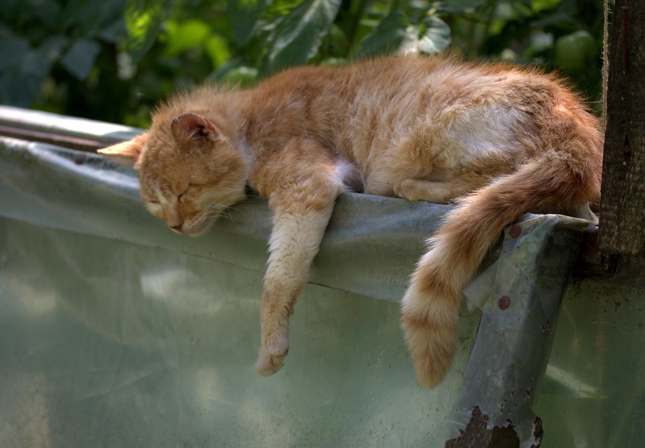 ヘッドスパが眠くなる理由とは何か？