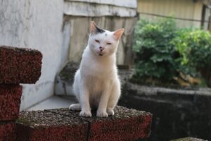 不眠症に悩む方必見のヘッドスパの効果とは？
