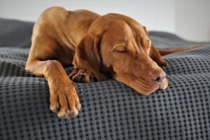 疲れ目に効く自宅で使えるヘッドスパデバイスは？