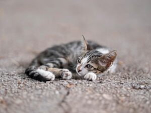 自宅で疲れを癒す人気のヘッドスパグッズは？