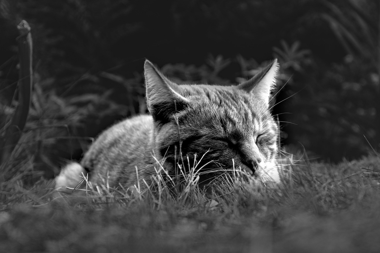 おしゃれな睡眠グッズとして人気のヘッドスパ家電は？