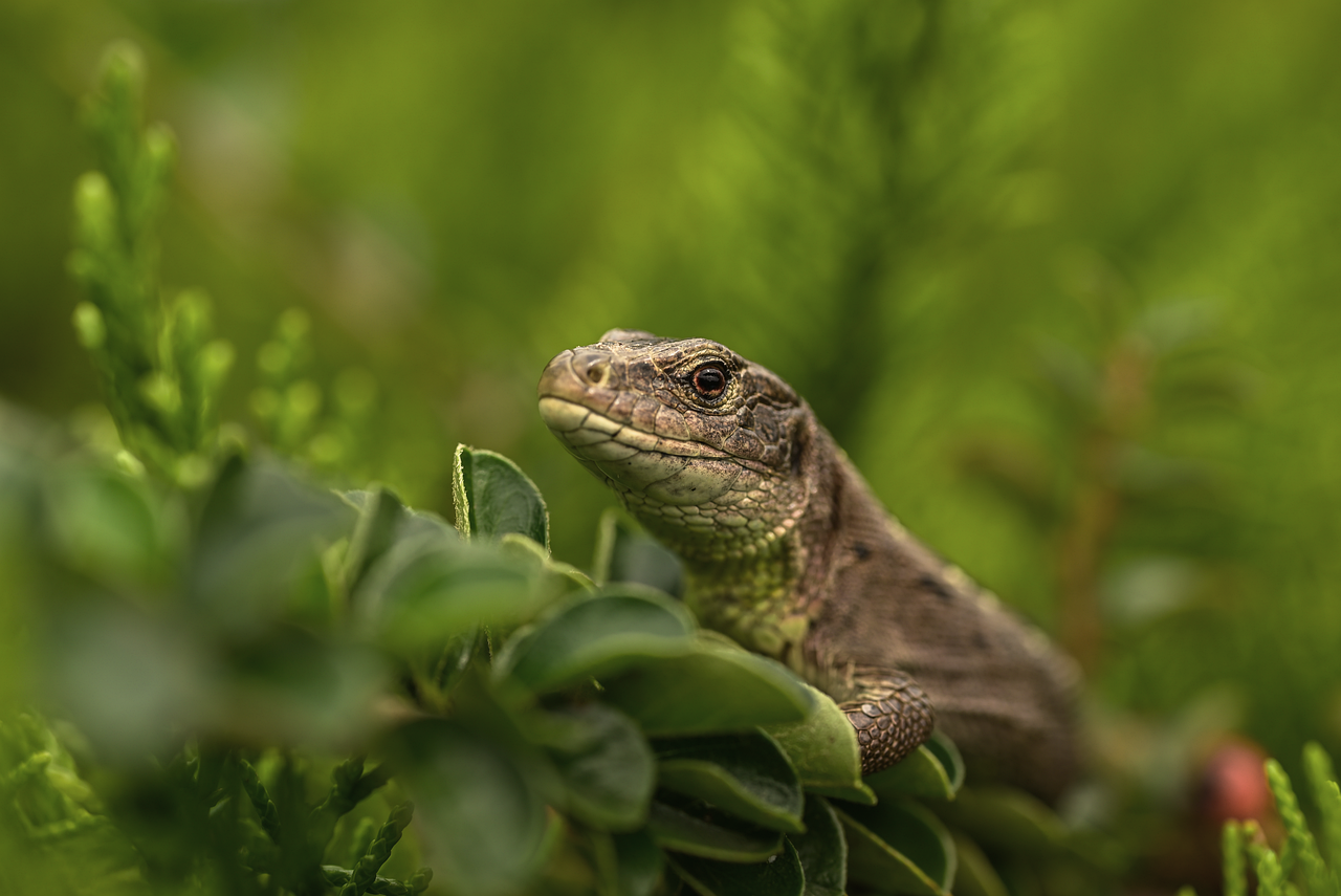 ヘッドスパで疲れ目を解消する家電ランキングは？