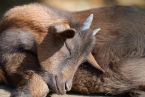 睡眠グッズとして自宅で使えるヘッドスパの口コミ比較は？