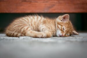 自宅でのヘッドスパが睡眠改善に効果的だった実体験の記録は？