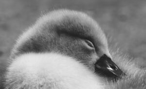 自宅でヘッドスパを導入することで得られる睡眠の効果は？